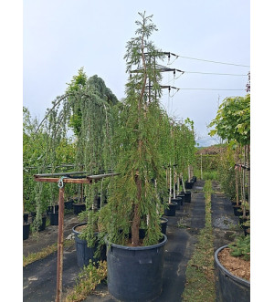 Sequoiadendron g. 'Pendulum' C 230 L